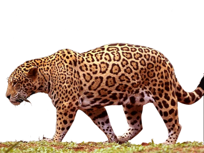 Jaguar Free Download Transparent PNG Images
