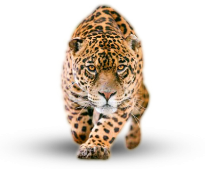 Jaguar Photos PNG Images