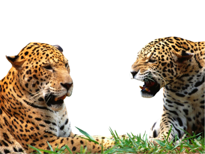 Jaguar Free Transparent Png PNG Images