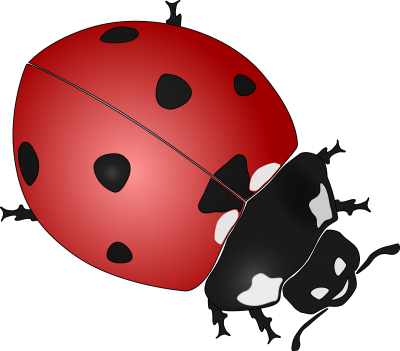Ladybug Transparent Background PNG Images