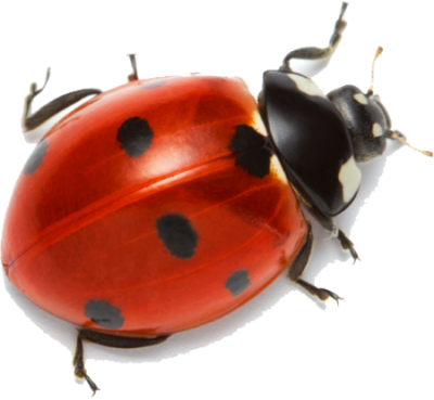Ladybug Clipart Hd PNG Images