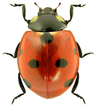Ladybug Transparent Picture 18 PNG Images