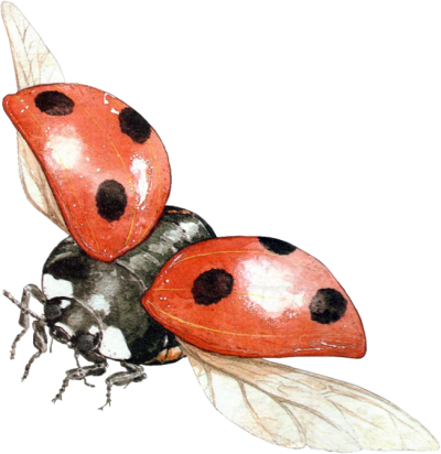 Ladybug Wonderful Picture Images PNG Images