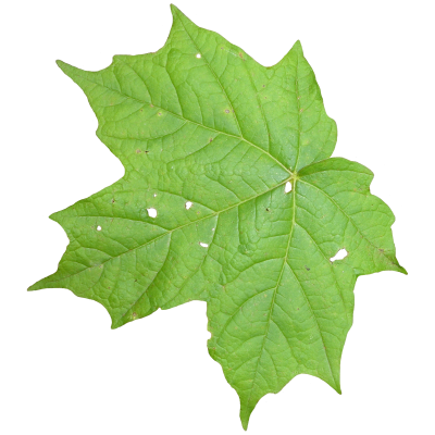 Leaves Cut Out Png PNG Images
