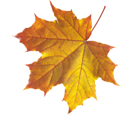 Leaves Background PNG Images