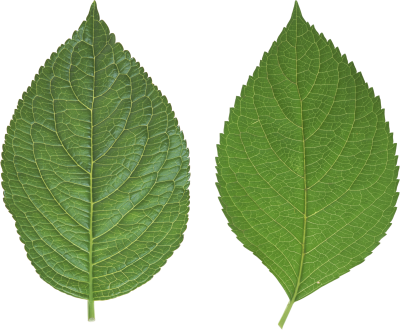 Download Leaves Free Png Transparent Image And Clipart