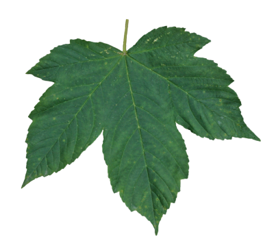 Leaves Transparent Picture PNG Images