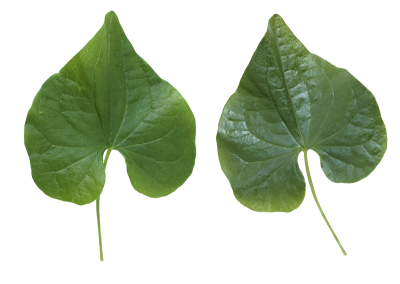Leaves HD Photo Png PNG Images