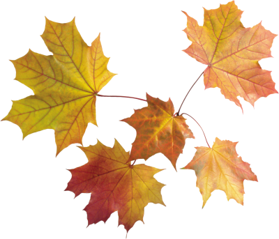 Leaves Best Png PNG Images