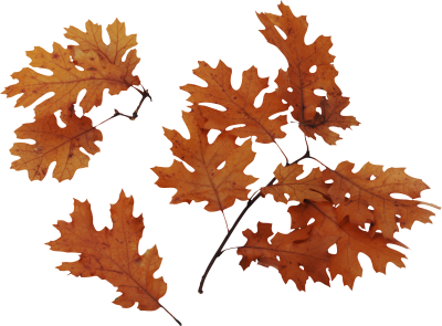 Leaves Icon Clipart PNG Images