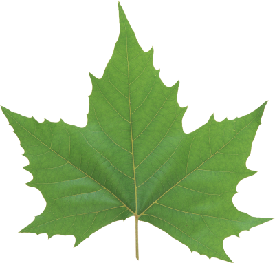 Leaves Cut Out PNG Images