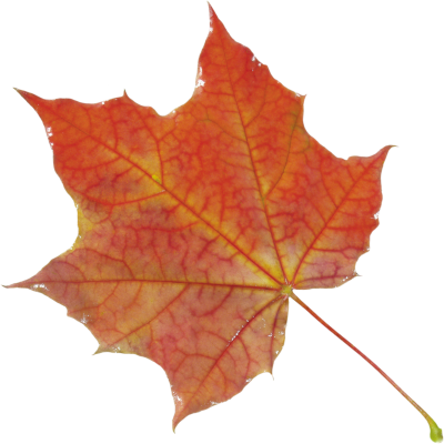 Leaves Picture PNG Images