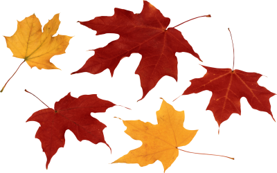 Leaves Simple PNG Images