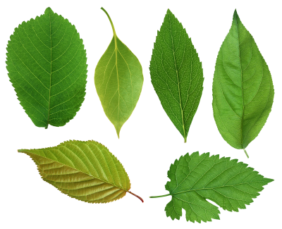 Leaves PNG Icon PNG Images