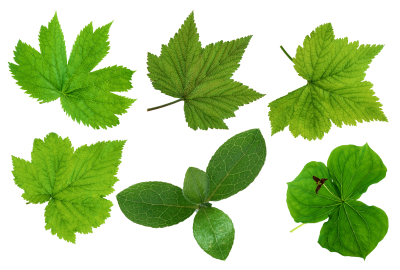 Leaves Free Cut Out PNG Images