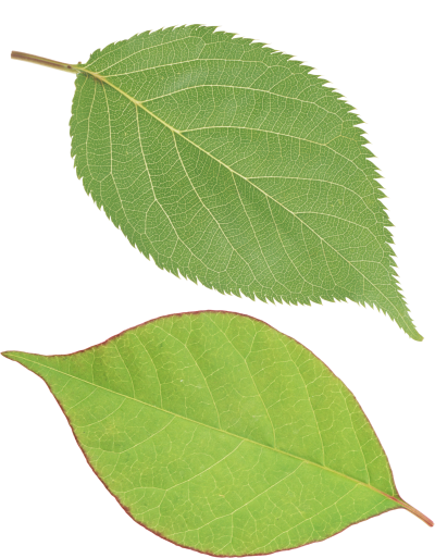 Leaves Vector PNG Images