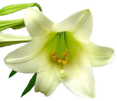 Download LiLY Free PNG transparent image and clipart
