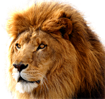 Head Lion Free Cut Out PNG Images