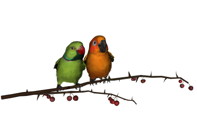 Love Birds Clipart Photos 4 PNG Images