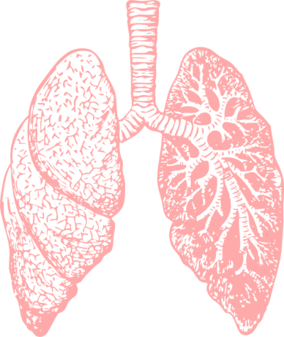 Lungs Pic Png Transparent Background 180x180px Filesize 38398kb