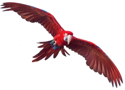 Flying Macaw Hd Photo PNG Images
