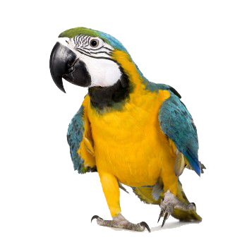 Macaw Photos PNG Images