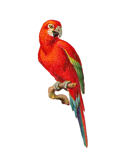 Macaw Transparent Image 20 PNG Images