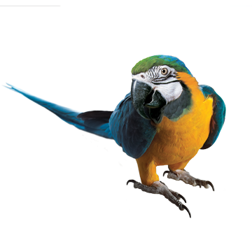 Macaw Clipart Transparent 22 PNG Images