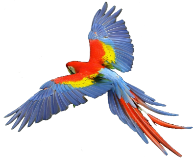 Macaw Flying Picture PNG Images