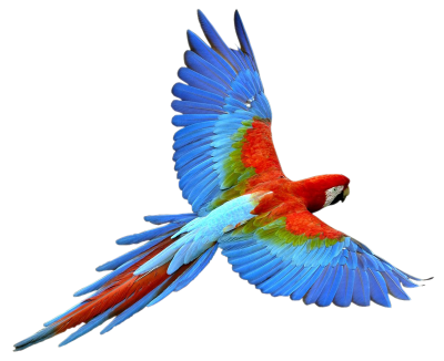 Macaw Transparent PNG Images