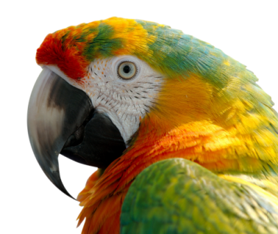 Macaw Amazing Image Download PNG Images