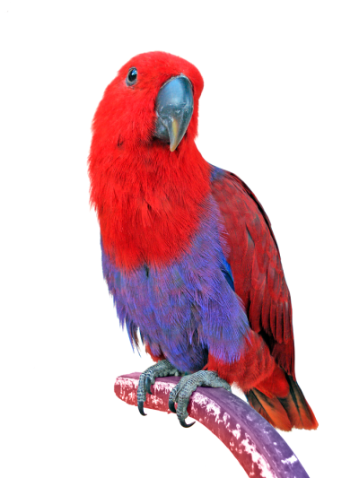 Red Macaw Animal PNG PNG Images