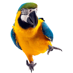 Macaw Icon Clipart PNG Images