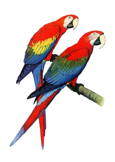 Macaw High Quality PNG Images