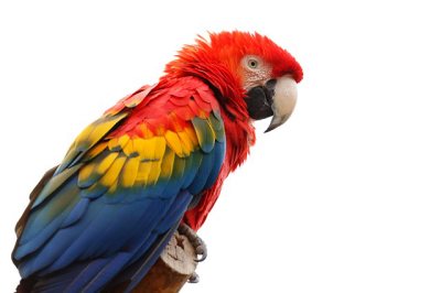 Macaw Transparent Background PNG Images