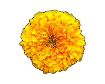 Marigold HD Photo Png PNG Images