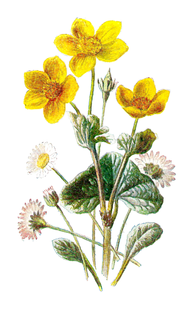 Marigold Clipart PNG Photos PNG Images