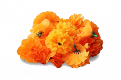 Marigold Free PNG PNG Images