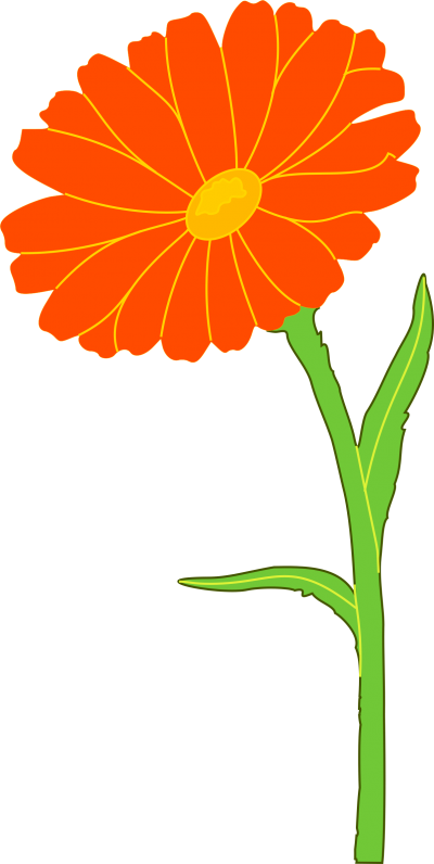 Marigold Free Cut Out PNG Images