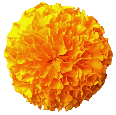 Marigold Free Download PNG Images