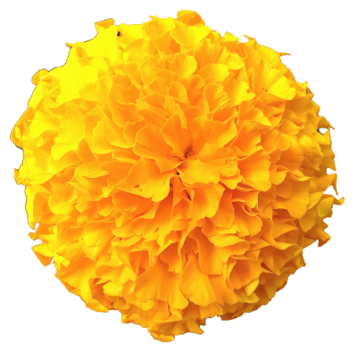 Marigold Amazing Image Download PNG Images
