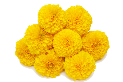 Marigold Clipart Photo PNG Images