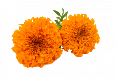 Marigold Wonderful Picture Images PNG Images