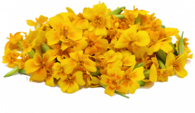 Marigold Clipart HD PNG Images