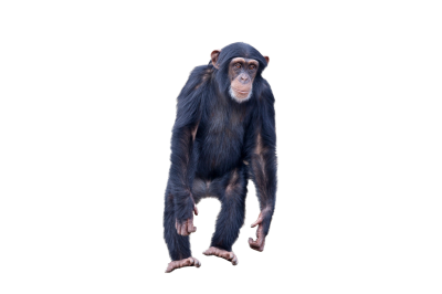 Standing Monkey Transparent Download PNG Images