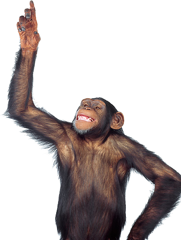 Cheerful Monkey Background Hd Photo With Her Hands In The Air PNG Images