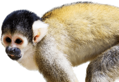 Squirrel Monkey Transparent Hd National Zoo Aquarium PNG Images
