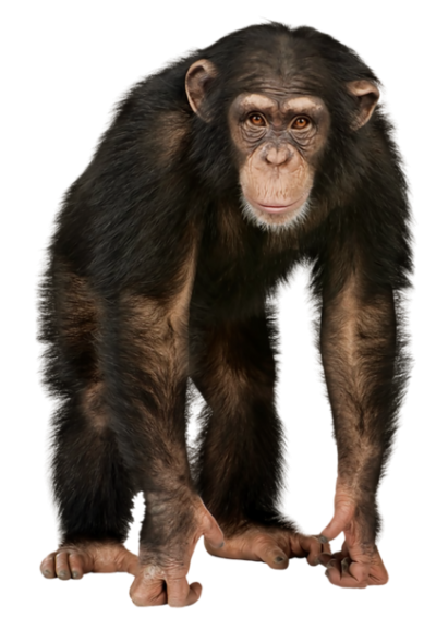 Download Monkey Free Png Transparent Image And Clipart