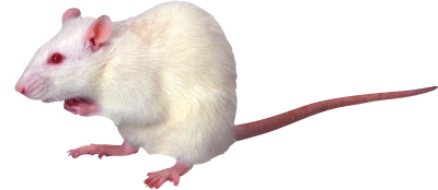 Side View Angry White Mouse Hd Png images, Animal PNG Images