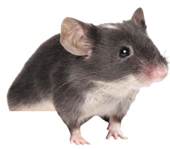 Cute Mouse Pictures Free Download, Animal PNG Images